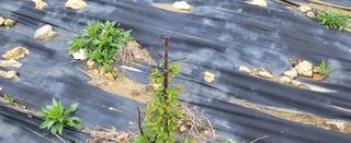 샘골농장 마음만청춘님의 자유주제 · 자유게시판 작성글 사진