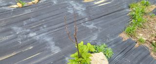 샘골농장 마음만청춘님의 자유주제 · 자유게시판 작성글 사진