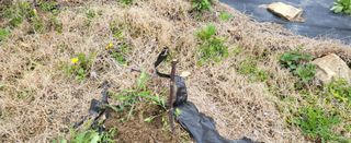 샘골농장 마음만청춘님의 자유주제 · 자유게시판 작성글 사진