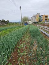 팜모닝 5월 농사계획 공유하기·참여글 게시글 이미지