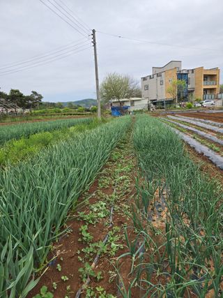 신현철님의 5월 농사계획 공유하기 · 참여글 작성글 사진