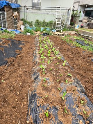 신현철님의 5월 농사계획 공유하기 · 참여글 작성글 사진