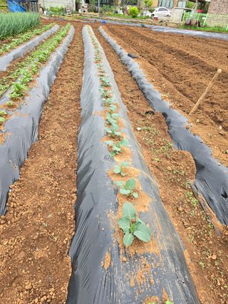 신현철님의 5월 농사계획 공유하기 · 참여글 작성글 사진