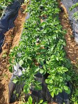 팜모닝 자유주제·자유게시판 게시글 이미지