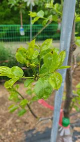 팜모닝 기타작물·병해충상담 게시글 이미지