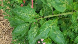 초짜농부님의 기타작물 · 병해충상담 작성글 사진