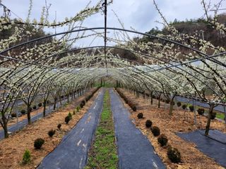 유병선(김천자두)님의 5월 농사계획 공유하기 · 참여글 작성글 사진