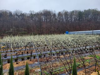 유병선(김천자두)님의 5월 농사계획 공유하기 · 참여글 작성글 사진