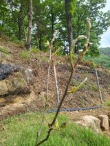 팜모닝 감·병해충상담 게시글 이미지