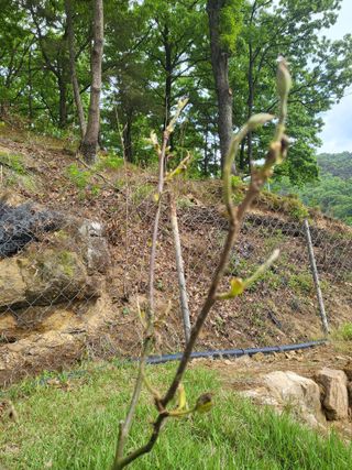 옥수수21353님의 감 · 병해충상담 작성글 사진