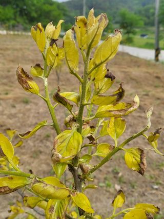 옥수수21353님의 감 · 병해충상담 작성글 사진