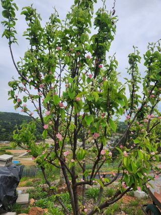 베로니카님의 5월 농사계획 공유하기 · 참여글 작성글 사진