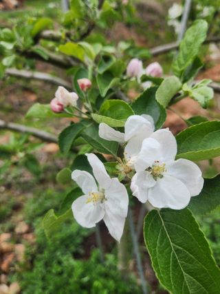 베로니카님의 5월 농사계획 공유하기 · 참여글 작성글 사진