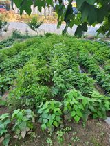 팜모닝 5월 농사계획 공유하기·참여글 게시글 이미지