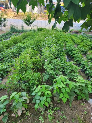 대파17778님의 5월 농사계획 공유하기 · 참여글 작성글 사진