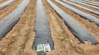 이석팔님의 참깨 · 영농일지 작성글 사진