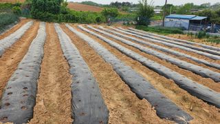 이석팔님의 참깨 · 영농일지 작성글 사진