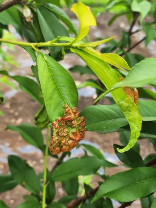 박석연님의 농사, 무엇이든 물어보세요! · 참여글 작성글 사진