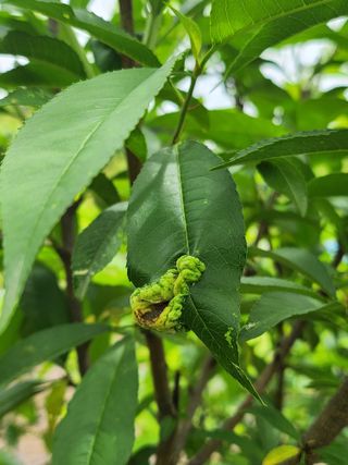 박석연님의 농사, 무엇이든 물어보세요! · 참여글 작성글 사진