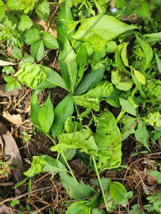박석연님의 농사, 무엇이든 물어보세요! · 참여글 작성글 사진