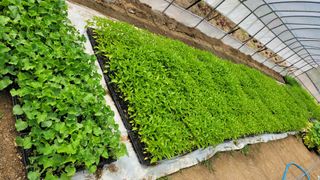 영덕 축산 김일규님의 5월 농사계획 공유하기 · 참여글 작성글 사진