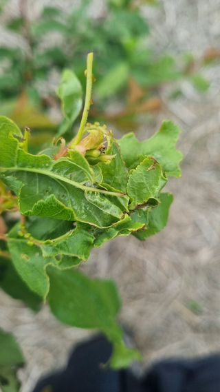 나물로61님의 복숭아 · 병해충상담 작성글 사진