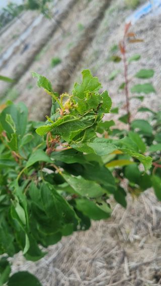 나물로61님의 복숭아 · 병해충상담 작성글 사진