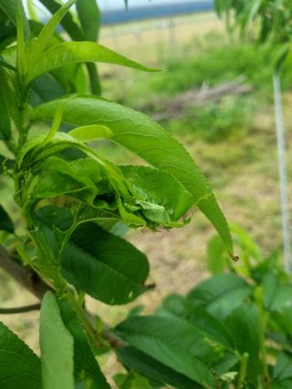 나물로61님의 복숭아 · 병해충상담 작성글 사진