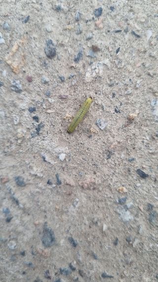 나물로61님의 복숭아 · 병해충상담 작성글 사진