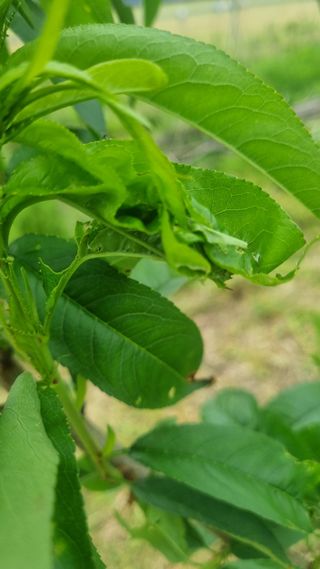 나물로61님의 복숭아 · 병해충상담 작성글 사진