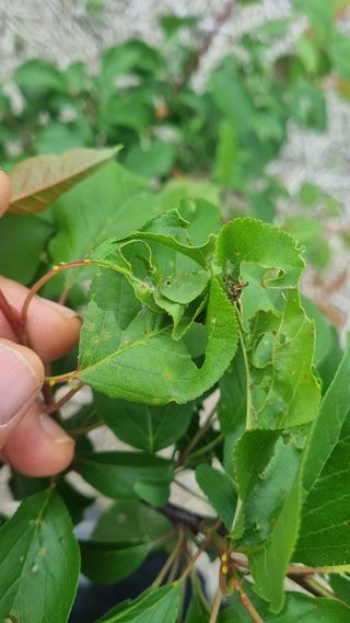 나물로61님의 복숭아 · 병해충상담 작성글 사진
