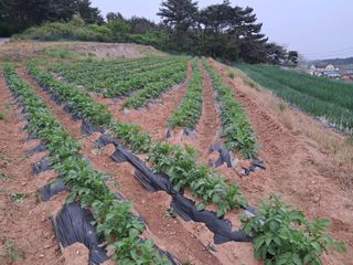 박태현님의 자유주제 · 자유게시판 작성글 사진