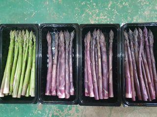 김현정님의 기타작물 · 영농일지 작성글 사진