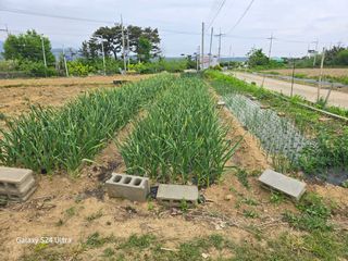 대왕소나무님의 마늘 · 영농일지 작성글 사진