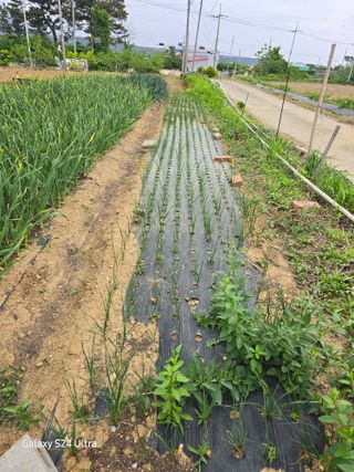 대왕소나무님의 마늘 · 영농일지 작성글 사진