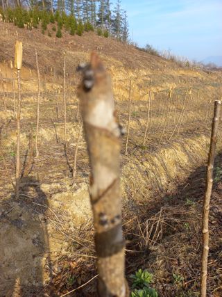 박정기님의 두릅 · 병해충상담 작성글 사진