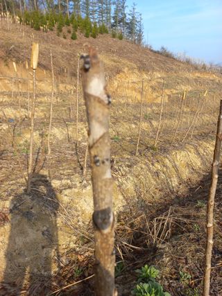 박정기님의 두릅 · 병해충상담 작성글 사진