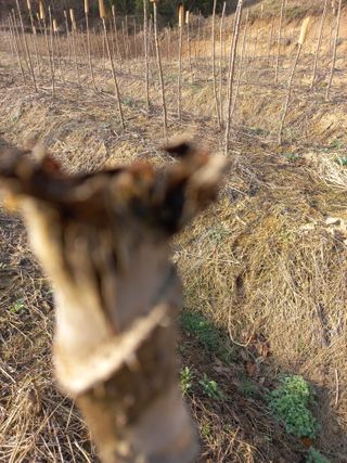 박정기님의 두릅 · 병해충상담 작성글 사진