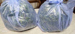 접시꽃님의 자유주제 · 자유게시판 작성글 사진