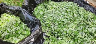 접시꽃님의 자유주제 · 자유게시판 작성글 사진