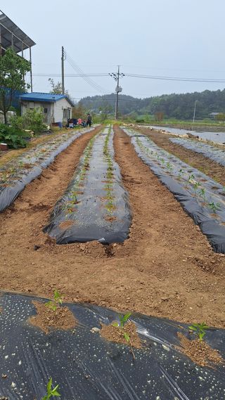 김애자 님의 고추 · 영농일지 작성글 사진