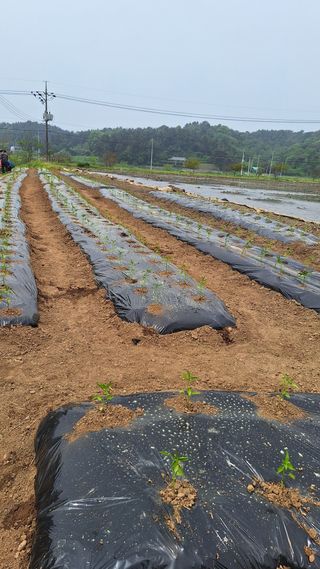 김애자 님의 고추 · 영농일지 작성글 사진