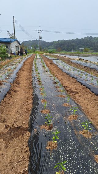 김애자 님의 고추 · 영농일지 작성글 사진