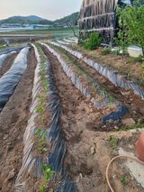 팜모닝 고추·영농일지 게시글 이미지