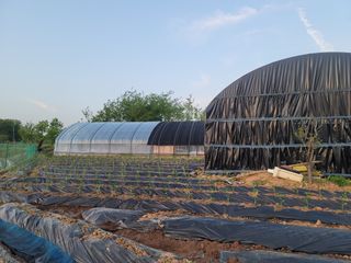 남궁. 정님의 고추 · 영농일지 작성글 사진