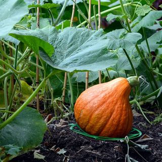 바이털사인님의 작성글 사진