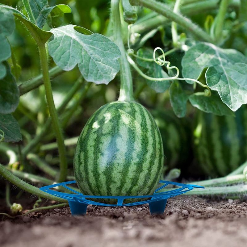 바이털사인님의 장터 판매 상품 [수박 호박 받침대 5개이상배송] 첨부 사진
