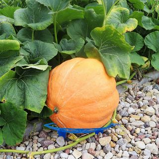 바이털사인님의 작성글 사진