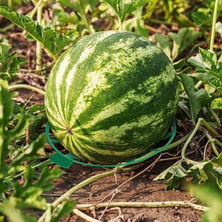 바이털사인님의 작성글 사진