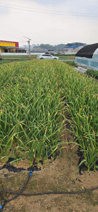 청산님의 5월 농사계획 공유하기 · 참여글 작성글 사진